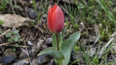 Les tulipes… viennent du Kazakhstan !